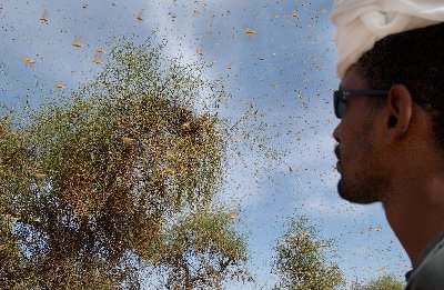 Mesures pr&eacute;ventives suite &agrave; l'apparition de criquets en Mauritanie
